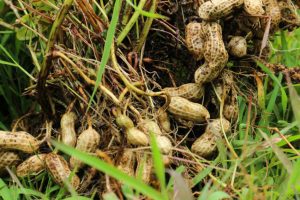 How a Peanut Cleaning System Works