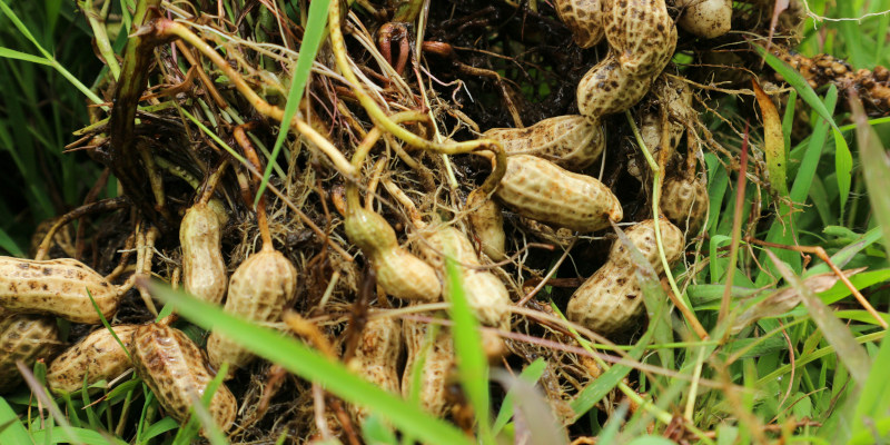 How a Peanut Cleaning System Works